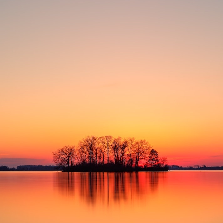 Group of bare trees reflected on water surface in orange and yellow sunlight